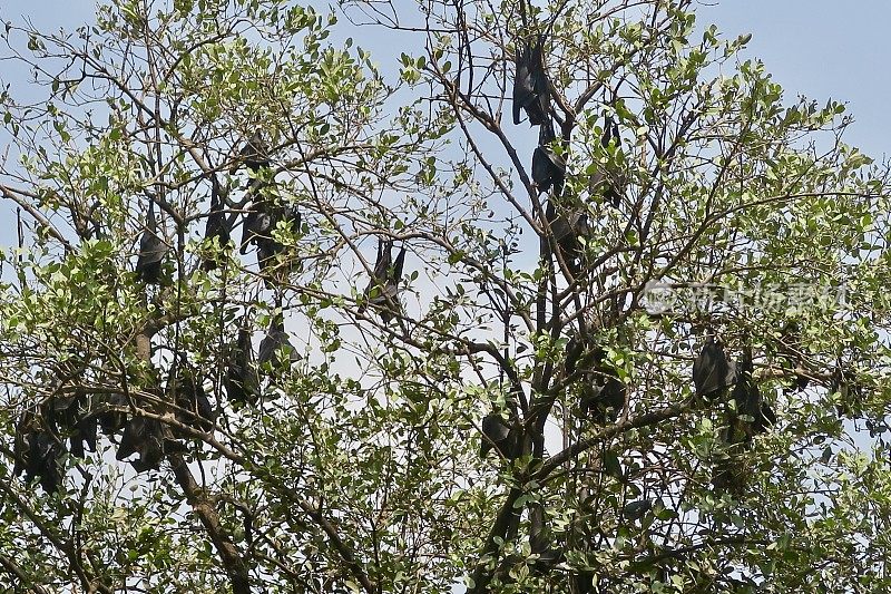 白天，一群印度狐蝠/果蝠栖息在树冠上